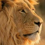 lanpangzi的个人资料头像