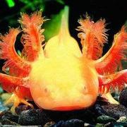 blazood的个人资料头像