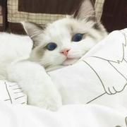 玄德的个人资料头像