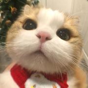 AAA海拉鲁苹果零售商的个人资料头像