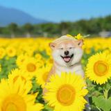 虚构sleep头像
