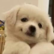 六只羊的个人资料头像