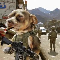 一条风骚的鱼头像