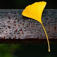 宁心静气2020头像