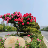 👉🏻   海哥  👈🏻头像