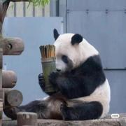 熊猫烧香的个人资料头像
