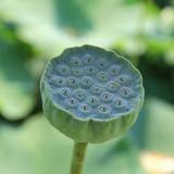 爱生活的菩提头像