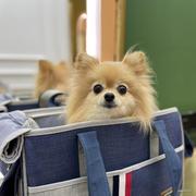 pika的个人资料头像