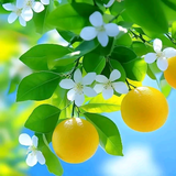 元青花1头像