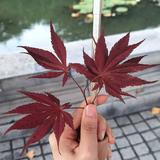 张潇文753头像
