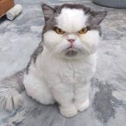 zxc4025881的个人资料头像