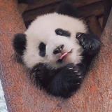 修齐治平477头像