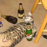 喜欢花的猫头像