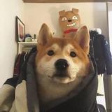 涵烟氲静潮头像