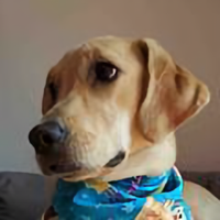 我是英吉沙头像