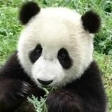 多彩芒果6uj头像