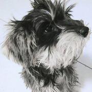 喇叭花和灰灰菜的个人资料头像