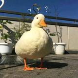 用户5251440920423头像