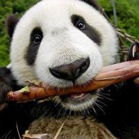犟熊猫头像