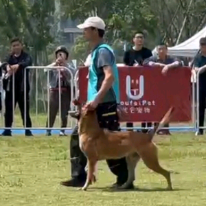 铁军训犬学校头像