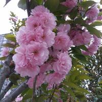 蔚蓝的枫叶399头像