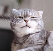 Lans的个人资料头像