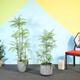 仿真植物园林景观绿植设计头像