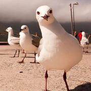 努力搬砖的程序员的个人资料头像