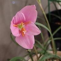 今生的神话头像