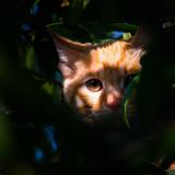逍遥猪猪0头像