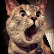 艾亚马鸭的个人资料头像