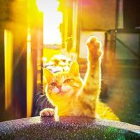 背着光的猫头像