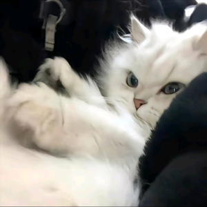 小小昧头像
