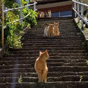 Lumos559的个人资料头像