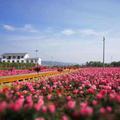 小屋旁的月季园头像