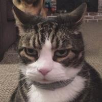 你要碧莲嘛头像