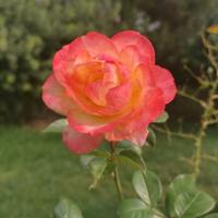 骑着扫把的胖子头像