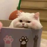 山核桃猫头像