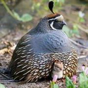 维吉尔的椅子的个人资料头像