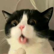 肉肉阿肉的个人资料头像