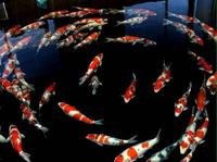 一天到晚游泳的鱼9736头像