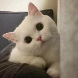 蛋挞头像