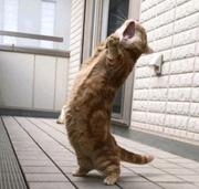 前端暴龙战士的个人资料头像