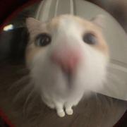 v1douo的个人资料头像