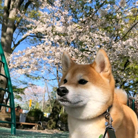 不会飞的小季头像