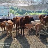 斌哥养牛场头像