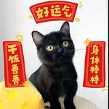 老王lIZT头像