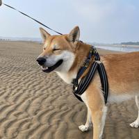 梦魇的阴影头像