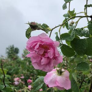 大马士革玫瑰种植基地头像