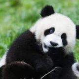 敏锐远山JA头像